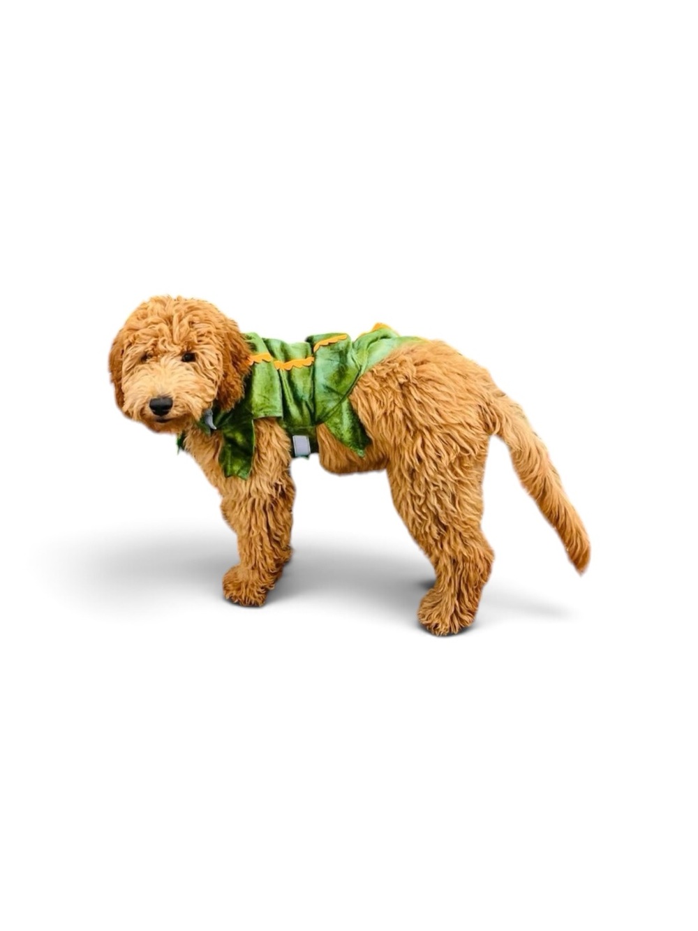 Halloween Dog costume- Aligator! Perfect for a family going as a Peter Pan Theme